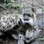 image for Snow leopards are no longer endangered &lt;3