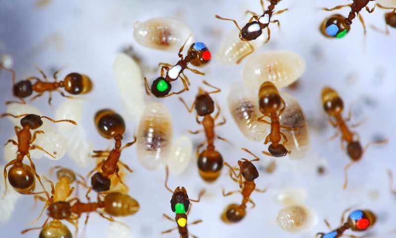 image for About 40% of "worker" ants just hang around, doing nothing