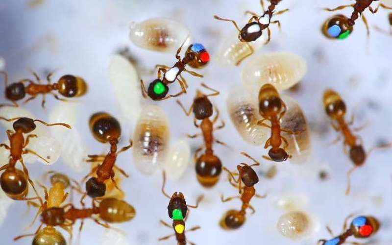 image for About 40% of "worker" ants just hang around, doing nothing