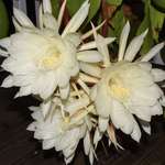 image for My night-blooming cereus last night. It only blooms once a year, for a single night.