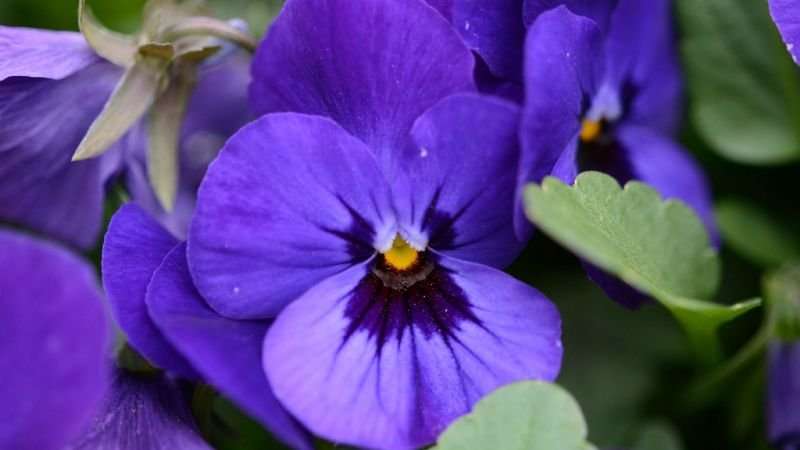 image for How Violets Steal Your Sense of Smell