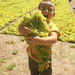 image for It is grapes harvest season again in Afghanistan