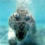 image for This underwater shot of tiger is 🔥🔥