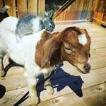 image for I made an account so i could post. Meet my pet Goat and his pet Rabbit.