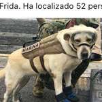 image for She is Frida, she has located 52 trapped persons in Mexico City after yesterday's earthquake.