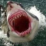 image for Great White shark