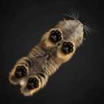 image for Kitty paws