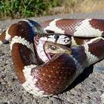 image for Alligator lizard fighting back from inside the belly of a King snake