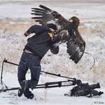 image for Man getting attacked by a fully grown Kazakhstan Eagle
