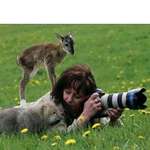 image for a photographer is approached by a baby deer and baby wolf while out in the field