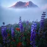 image for Mount St. Helens peaking above beautiful wildflowers and thick fog [OC] [1438x200]