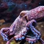 image for 🔥🔥🔥Octopuses are 4 times older than the Tyrannosaurus🔥🔥🔥