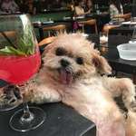 image for PsBattle: Dog posing by a cocktail