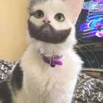 image for Cat with amazing beard
