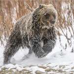 image for Young ice-covered female Grizzly