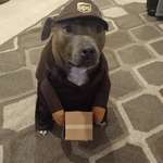image for PsBattle: UPS dog holding a box.