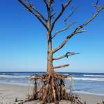 image for Hurricane Irma eroded away the dune this pine tree was growing on. Talbot Island State Park, Nassau Co., Florida.
