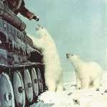 image for Russian Army feeding polar bears, 1950