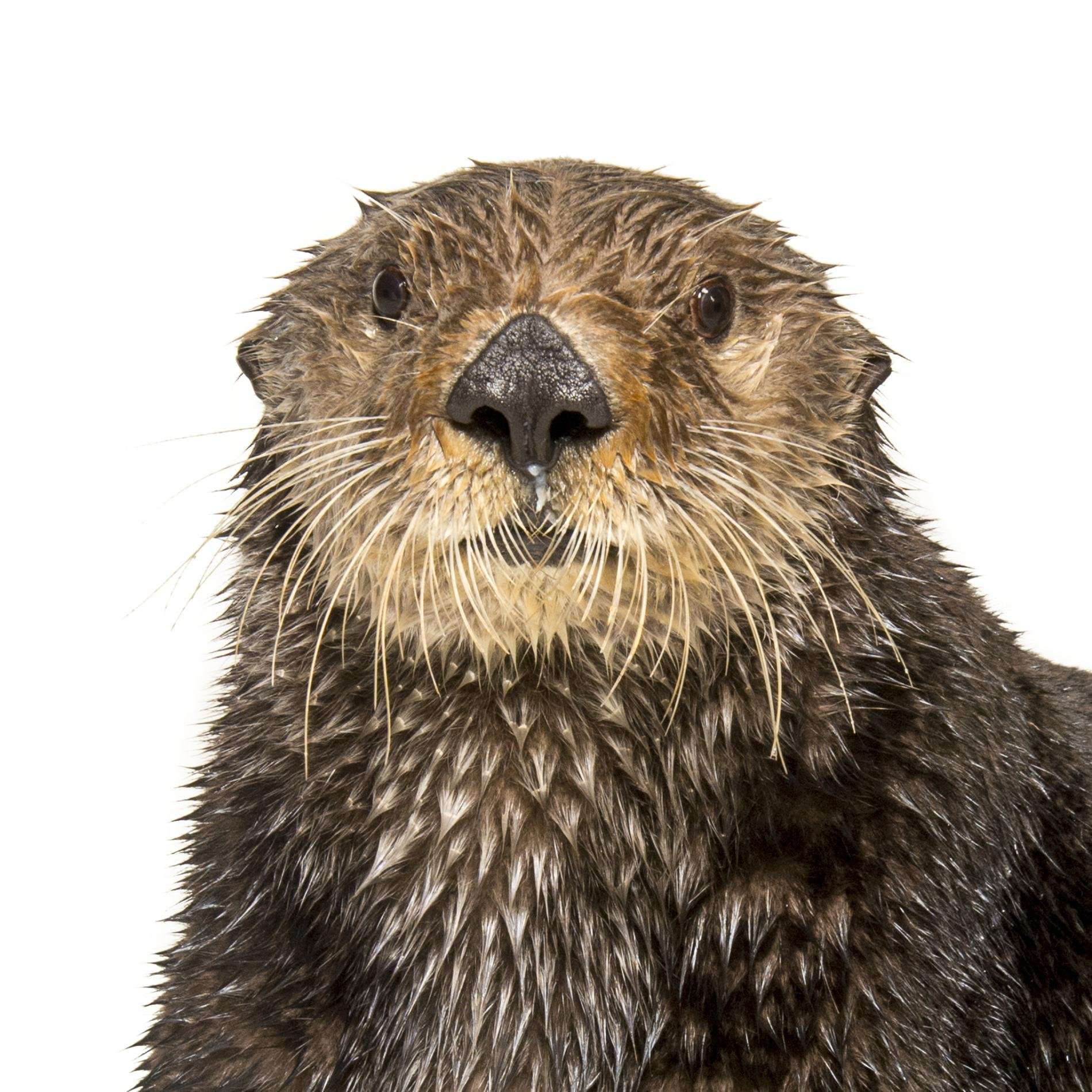 image for TIL that sea otters have a pocket set across their chest in which they carry their favorite rock. This rock is used to crack open shellfish and each rock is unique to that specific otter. They tend to hold onto the same rock for life.