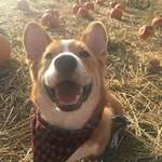 image for Took Maurice to the pumpkin patch today. I think he liked it.