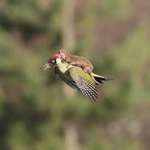 image for I think a weasel is riding a bird
