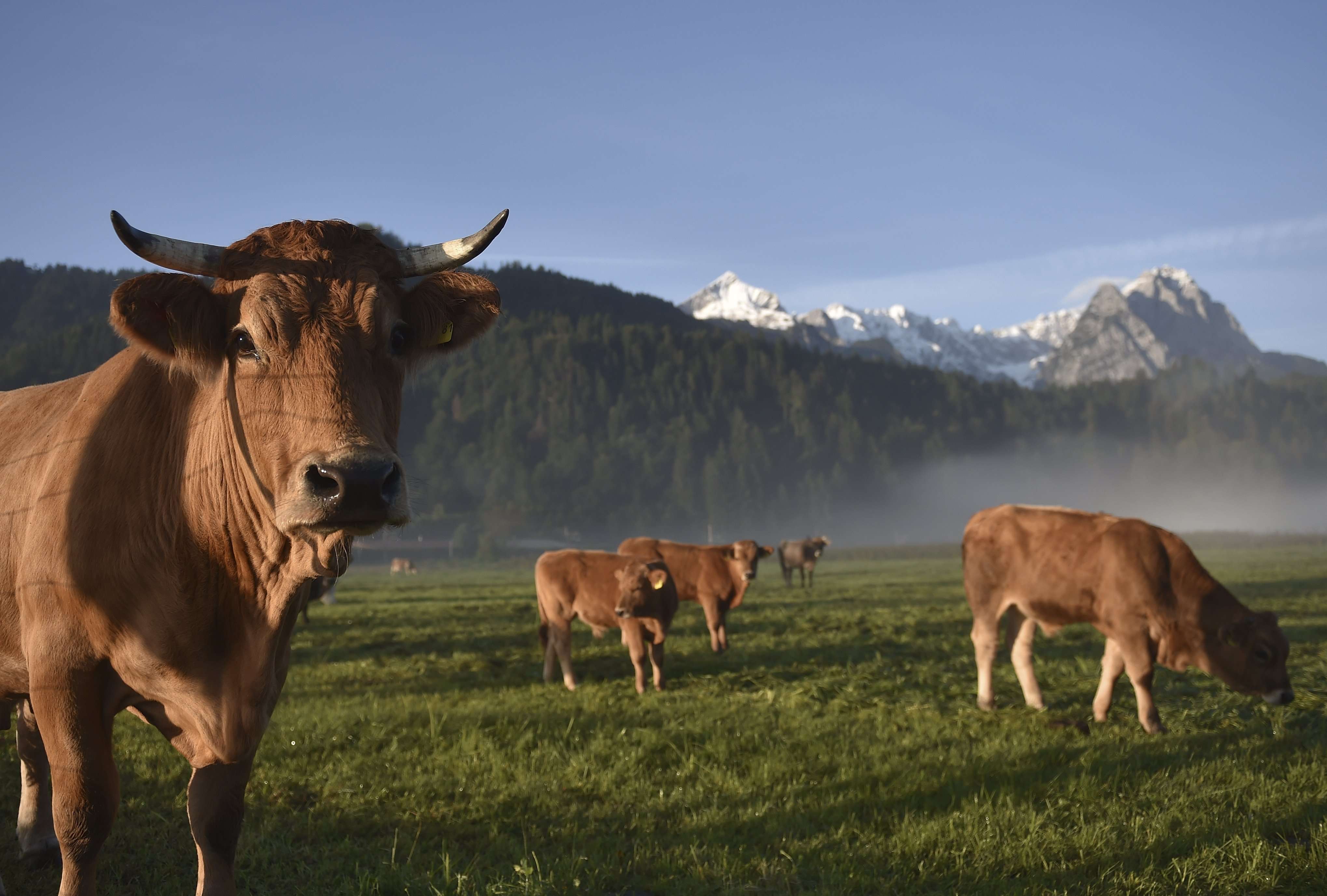 image for Study: Major climate reports have been seriously underestimating gassy cows