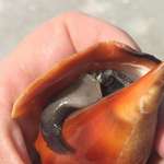 image for Wanted to share this conch’s little eyeballs
