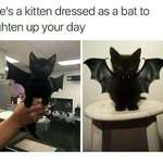 image for Bat Cat!