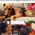 image for Snuggle Buddies For Life