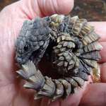 image for This Armadillo girdled lizard biting its tail looks like a mini dragon