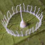 image for The structure silkhenge spiders build to protect their eggs