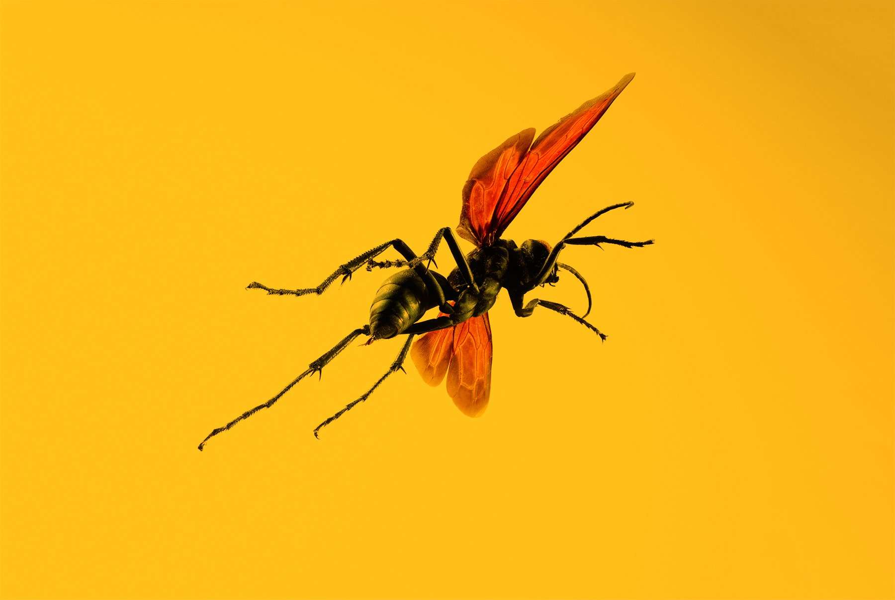 image for Absurd Creature of the Week: If This Wasp Stings You, 'Just Lie Down and Start Screaming'