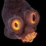 image for PsBattle: Microscopic image of a tapeworm head