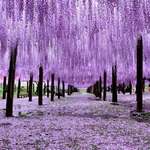 image for Wisteria Trees in Japan