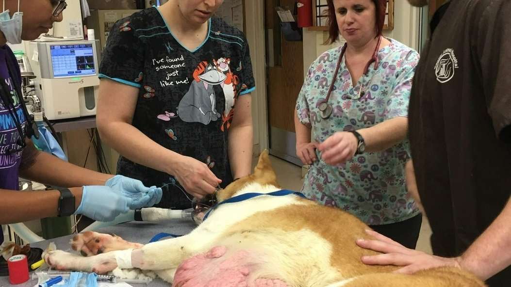 image for Abandoned dog dragging 6-pound tumor gets second chance at life