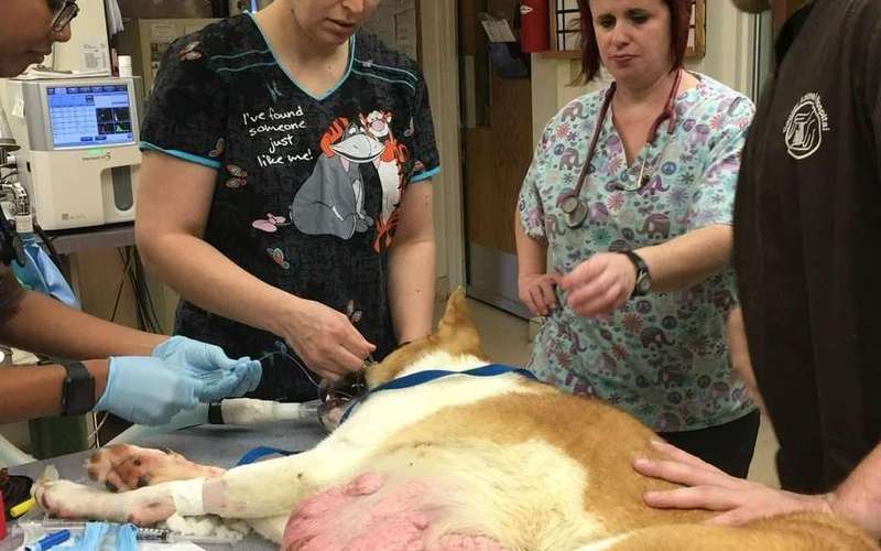 image for Abandoned dog dragging 6-pound tumor gets second chance at life