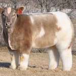 image for A washed and blow dried cow.