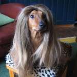 image for My Dachsund looks great in a wig.