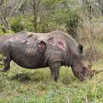 image for Rhino after fight with bull elephant