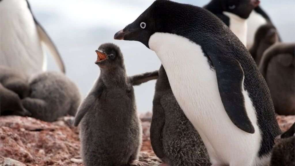 image for Penguins die in 'catastrophic' Antarctic breeding season
