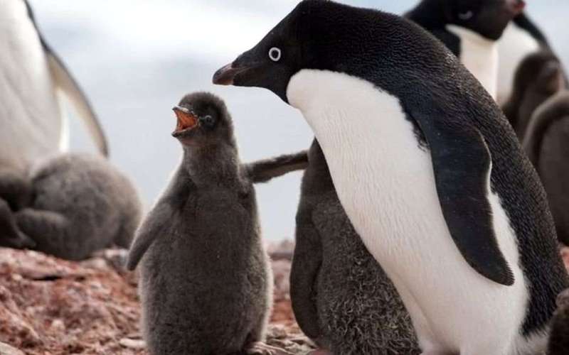 image for Penguins die in 'catastrophic' Antarctic breeding season