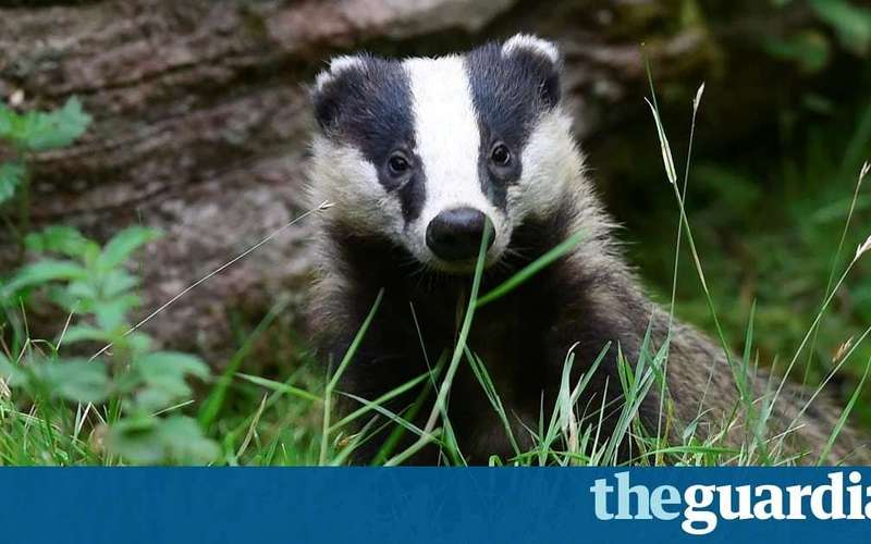 image for As badger culls begin, could one pioneering vet’s bovine TB test end the slaughter?