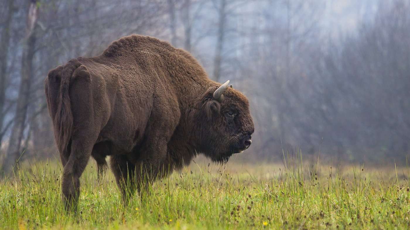 image for 'Higgs Bison' Is The Missing Link In European Bison Ancestral Tree