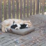 image for 6 month old puppy cuddling one of our farm cats this morning.