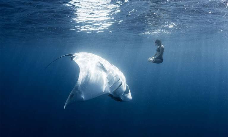 image for The Big Numbers Behind Indonesia’s Manta Ray Tourism