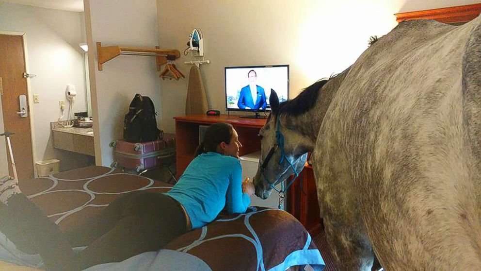 image for Woman tests the limits of hotel's pet policy by bringing in her horse