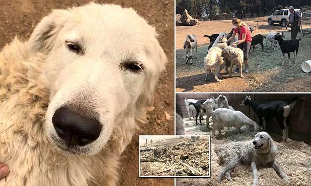 image for Dog refuses to leave goats amid California wildfires