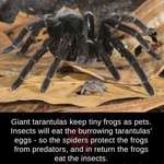 image for 🔥 Tarantulas keep frogs as pets too 🔥