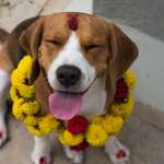 image for It is that day again where we worship our loyal dogs in Nepal!! And she is HAPPY!!!!
