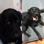 image for Before and after adoption of our lab mix. He was going to be put down after being surrendered twice.